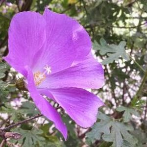 Meet your Posher, Arri